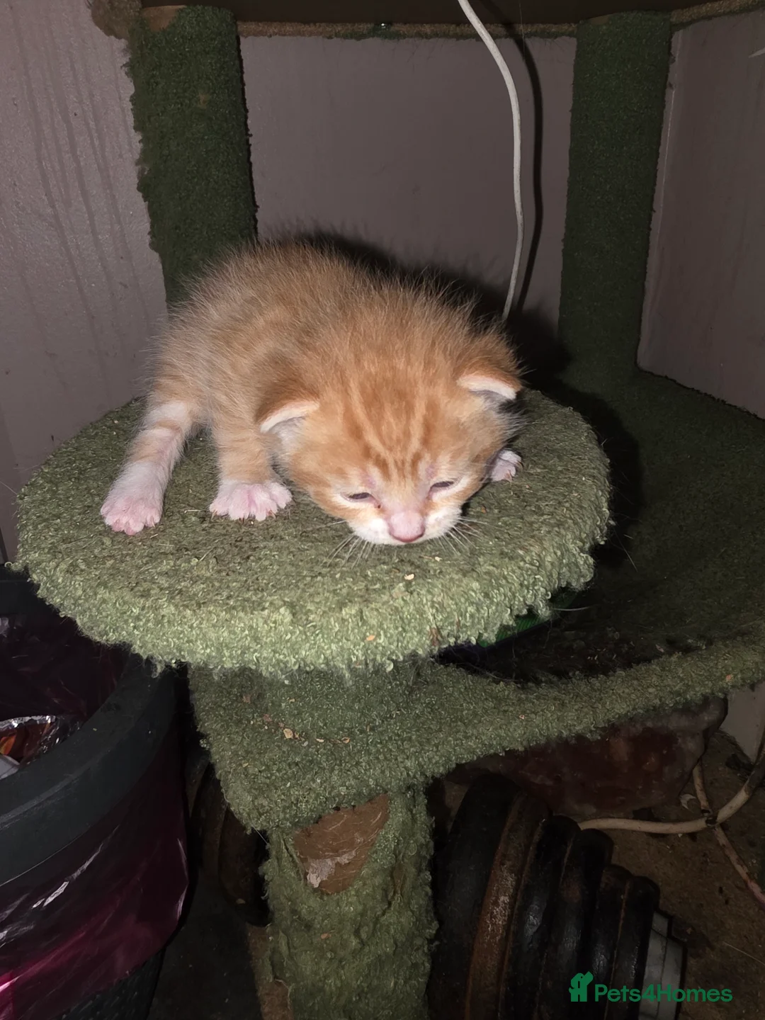 Mixed Breed cats for sale: Beautiful kittens  - Advert 2