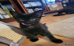 Mixed Breed cats for sale: gorgeous female kittens  - Image 13