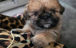 Shih Tzu dogs for sale: Imperial Shihtzu - Image 2
