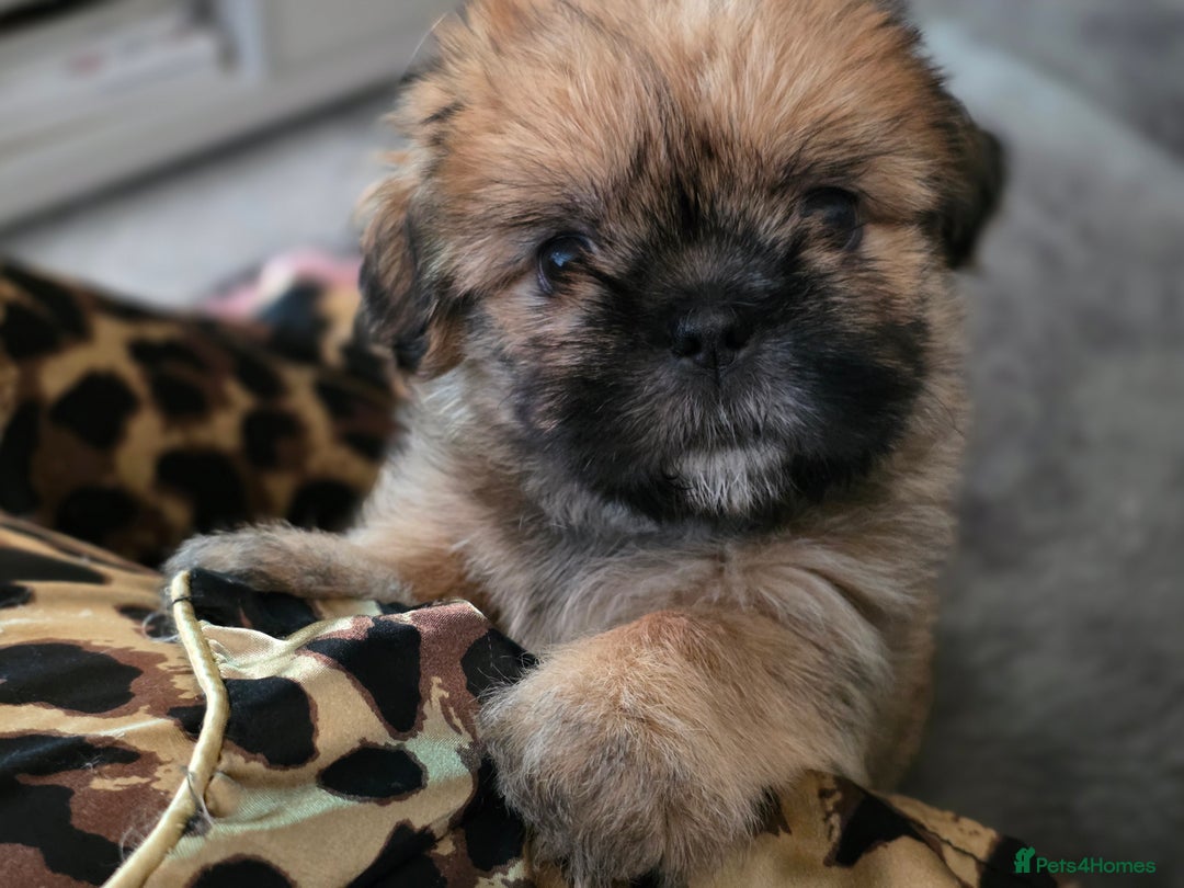 Shih Tzu dogs for sale: Imperial Shihtzu - Image 2