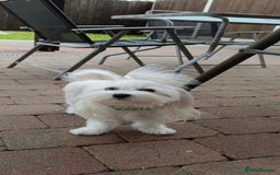 Maltese dogs for sale: Tiny Treasures: Purebred Maltese Puppies in Enniskillen - Image 5