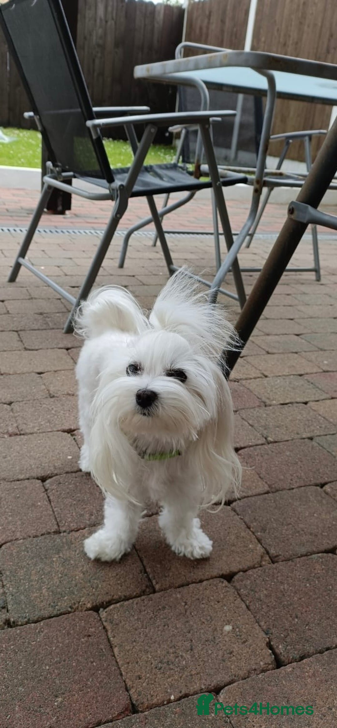 Maltese dogs for sale: Tiny Treasures: Purebred Maltese Puppies in Enniskillen - Image 5