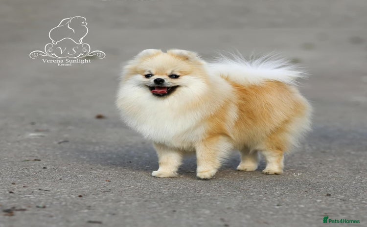 Pomeranian dogs - Advert 1