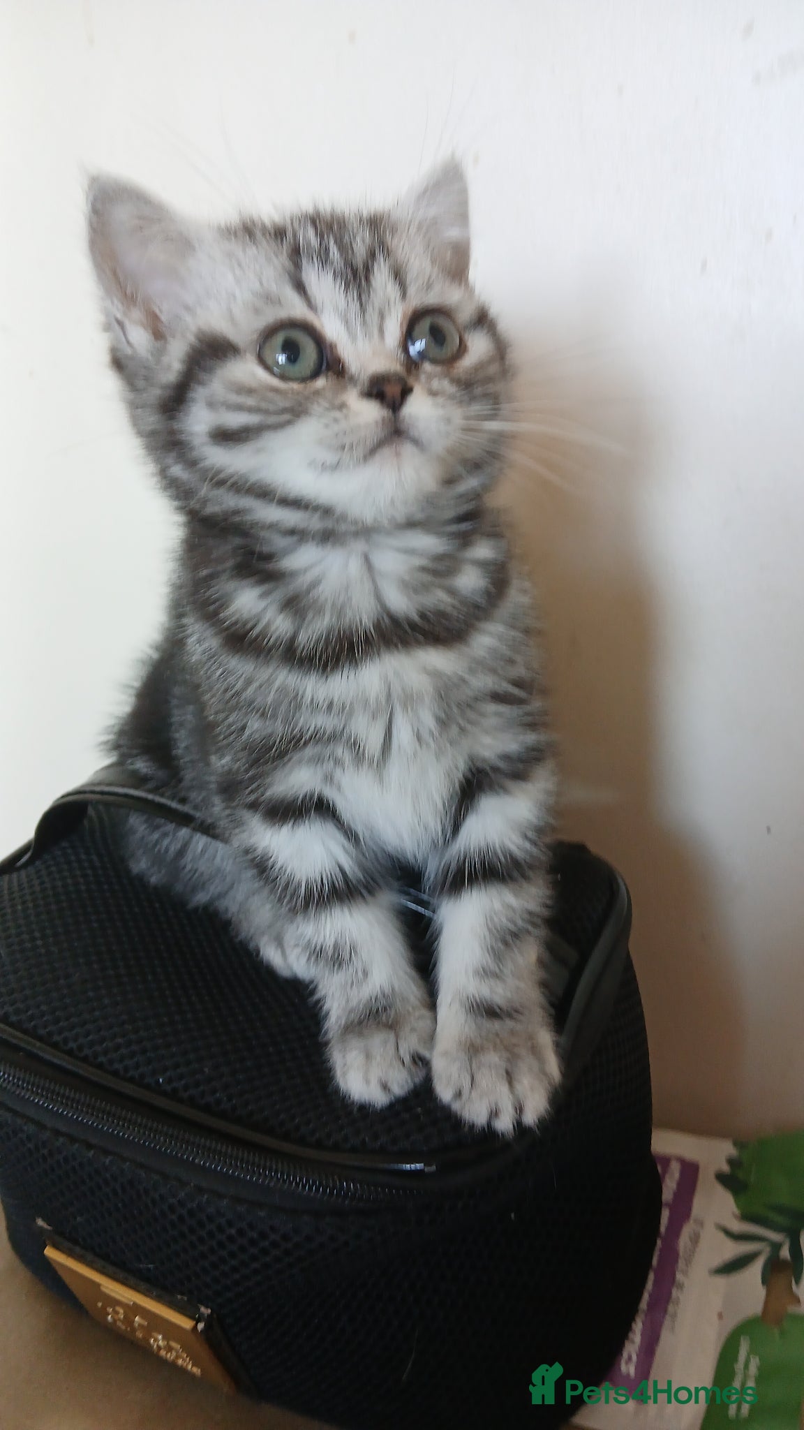 British Shorthair cats Bsh.Siver classic tabby kitten . - Advert 15