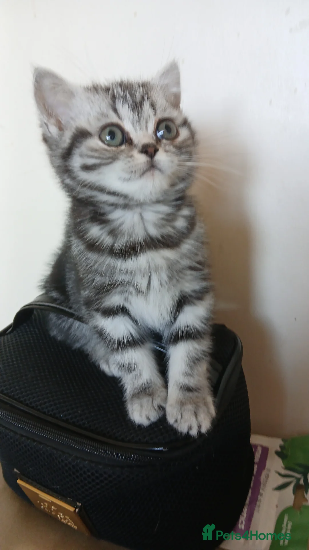 British Shorthair cats for sale: Bsh.Siver classic tabby kitten . - Advert 1