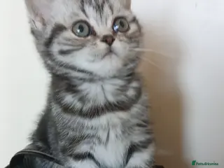 British Shorthair cats Bsh.Siver classic tabby kitten . - Advert 15