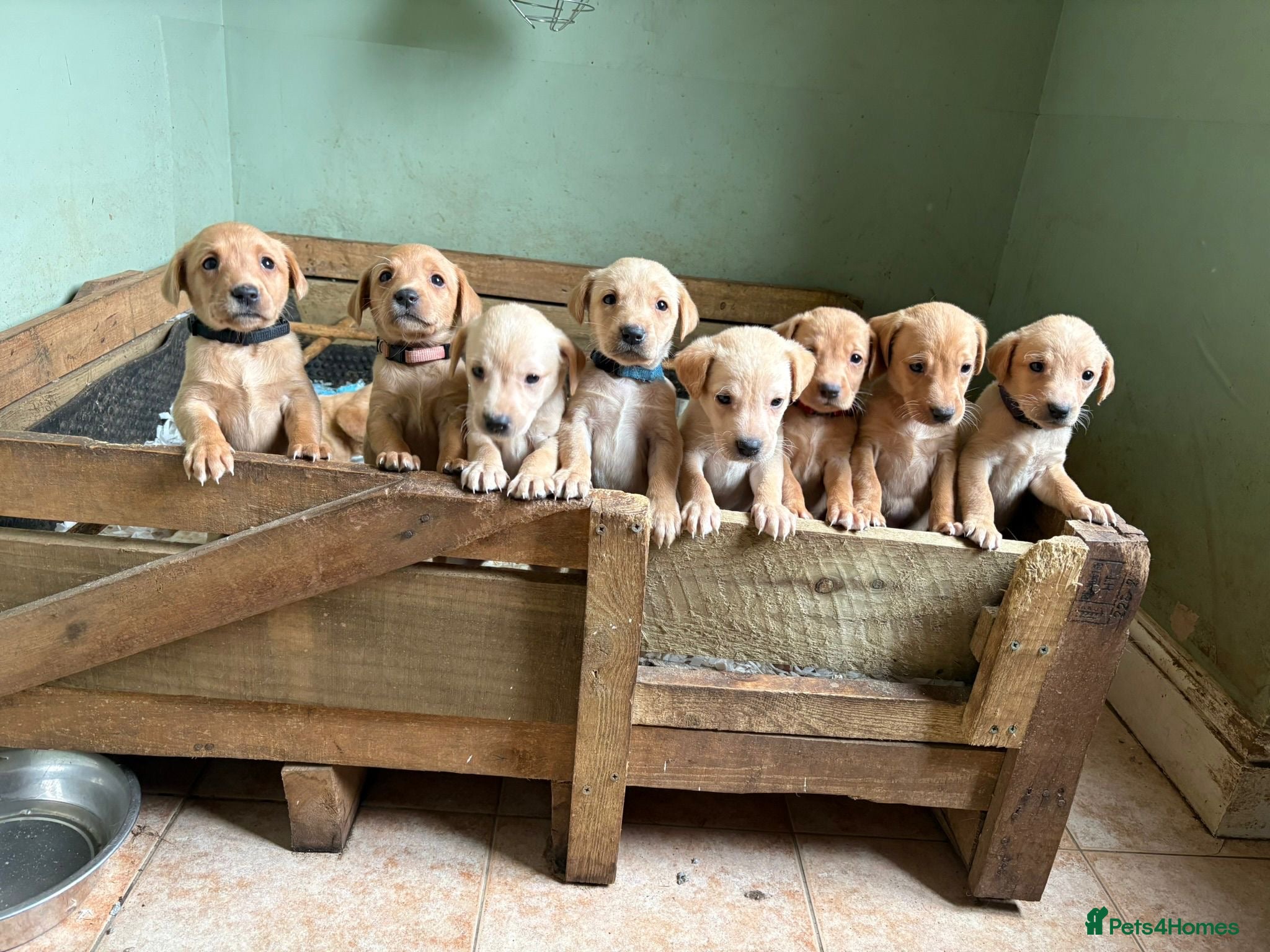 Labrador Retriever dogs KC registered Labrador puppies!  - Advert 10