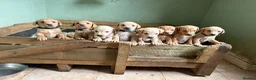 Labrador Retriever dogs for sale: KC registered Labrador puppies!  in Watchet - Advert 1