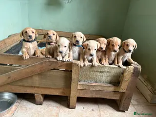 Labrador Retriever dogs KC registered Labrador puppies! - Advert 6