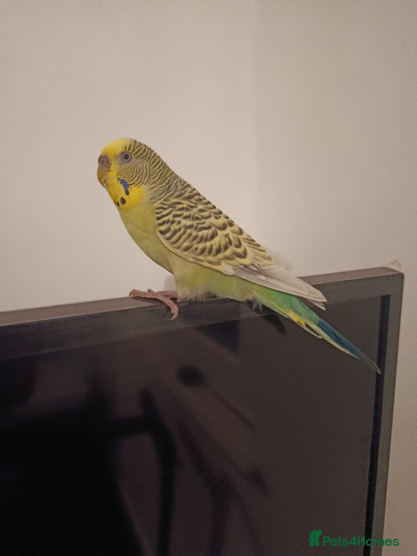 Budgerigars birds for sale: Female Budgie  - Advert 21
