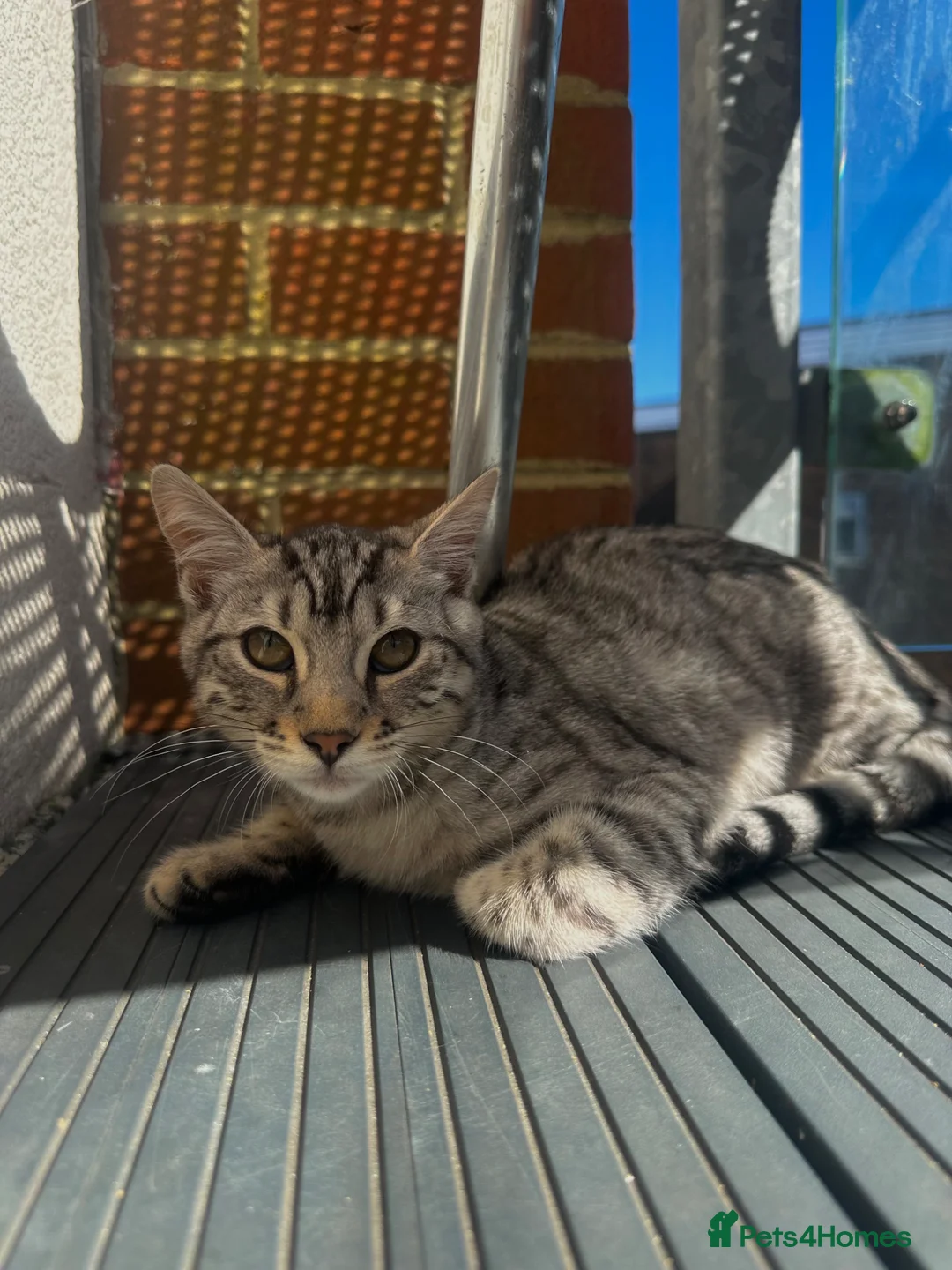 Bengal cats for sale: Silver bengal kitten for sale 🌸 in Eastbourne - Advert 4