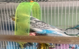 Budgerigars birds for sale: Snowy. Female Budgie. With cage. 5 years old.  - Image 8