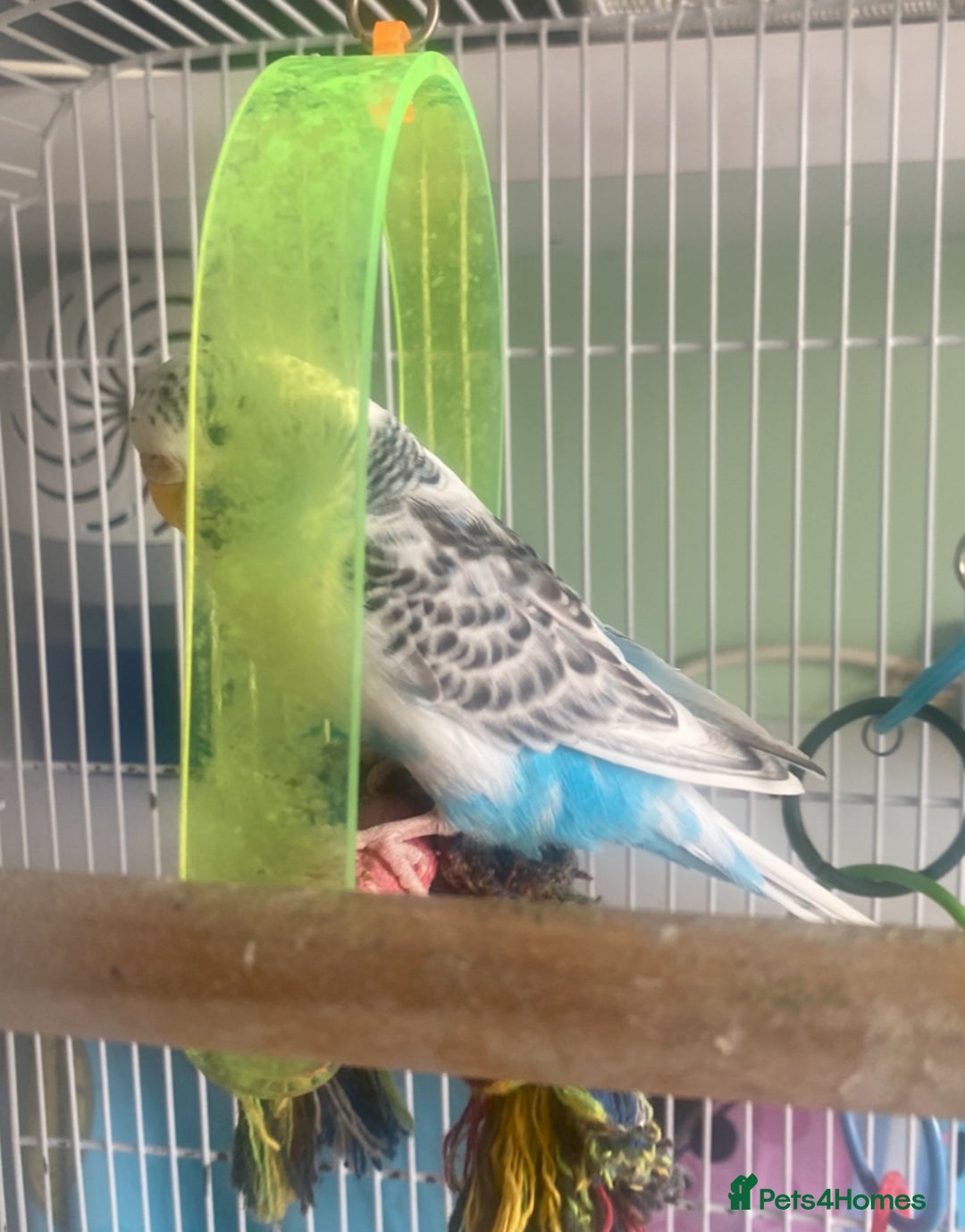 Budgerigars birds for sale: Snowy. Female Budgie. With cage. 5 years old.  - Image 8