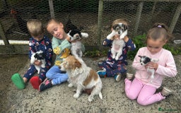 Mixed Breed dogs for sale: Jackawawa pups - Image 4
