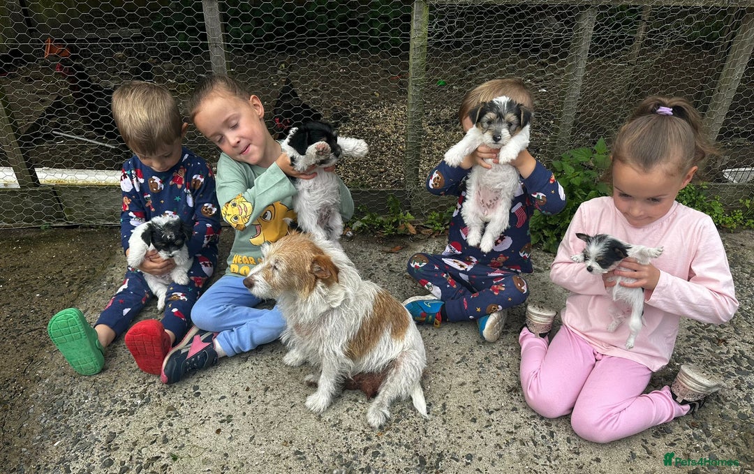Mixed Breed dogs for sale: Jackawawa pups - Image 4