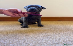 Staffordshire Bull Terrier dogs for sale: Gorgeous KC Reg/Health Tested Blue SBT Puppies - Image 9