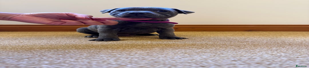 Staffordshire Bull Terrier Puppy 7