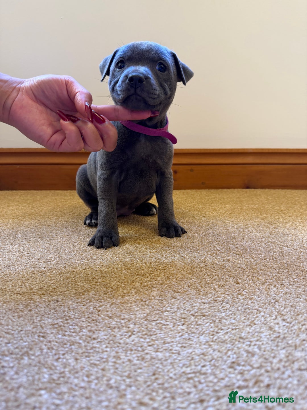 Staffordshire Bull Terrier dogs for sale: Gorgeous KC Reg/Health Tested Blue SBT Puppies - Image 9