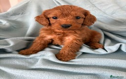 Cockapoo dogs for sale: Beautiful fox red cockapoo - Image 19