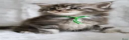 Maine Coon cats for sale: Ready to go, stunning TICA Registered Maine Coons - Advert 7