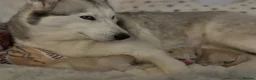 Siberian Husky dogs for sale: Beautiful White Husky Girl  - Advert 6
