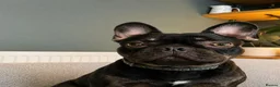 French Bulldog dogs for sale: Pedigree Black & Tan French Bulldog – 4 Years Old in Leek - Advert 1