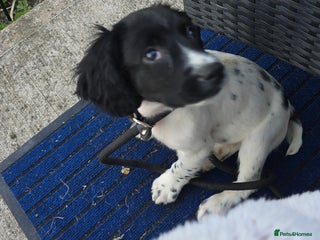 English Springer Spaniel dogs Sad sad sale - Advert 4