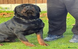 Rottweiler dogs for sale: 🐶two girls Full German kc pups for sale! 🐶🐾 - Advert 5