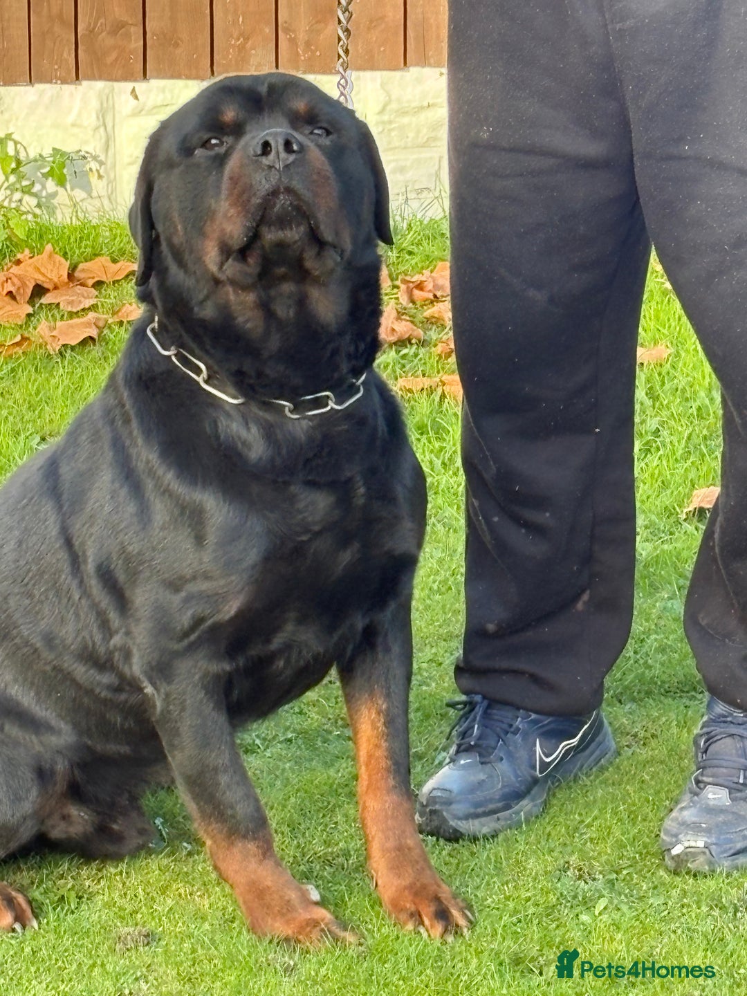 Rottweiler dogs for sale: 🐶two girls Full German kc pups for sale! 🐶🐾 - Advert 5