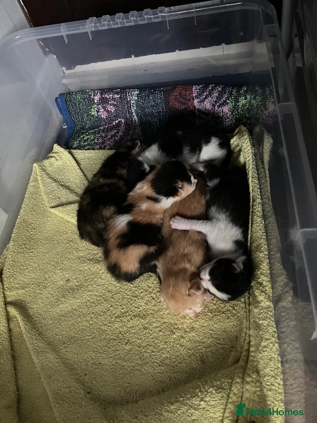 Mixed Breed cats for sale: 5 gorgeous kittens - Image 8