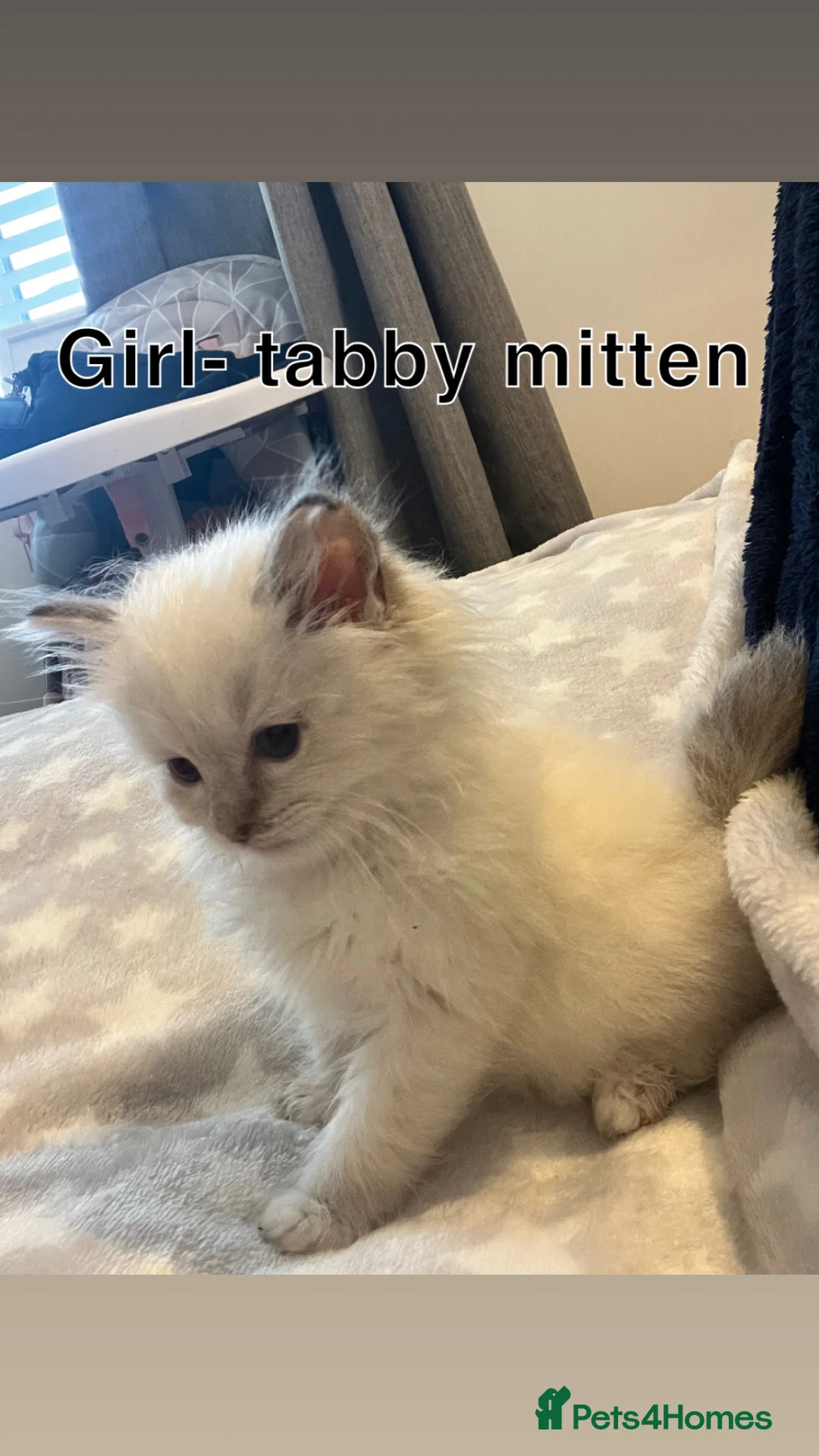 Ragdoll cats for sale: 8 week old ragdoll kittens for sale £600 each  in Sheerness - Advert 2