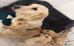 Golden Retriever dogs for sale: Golden retriever  - Image 6
