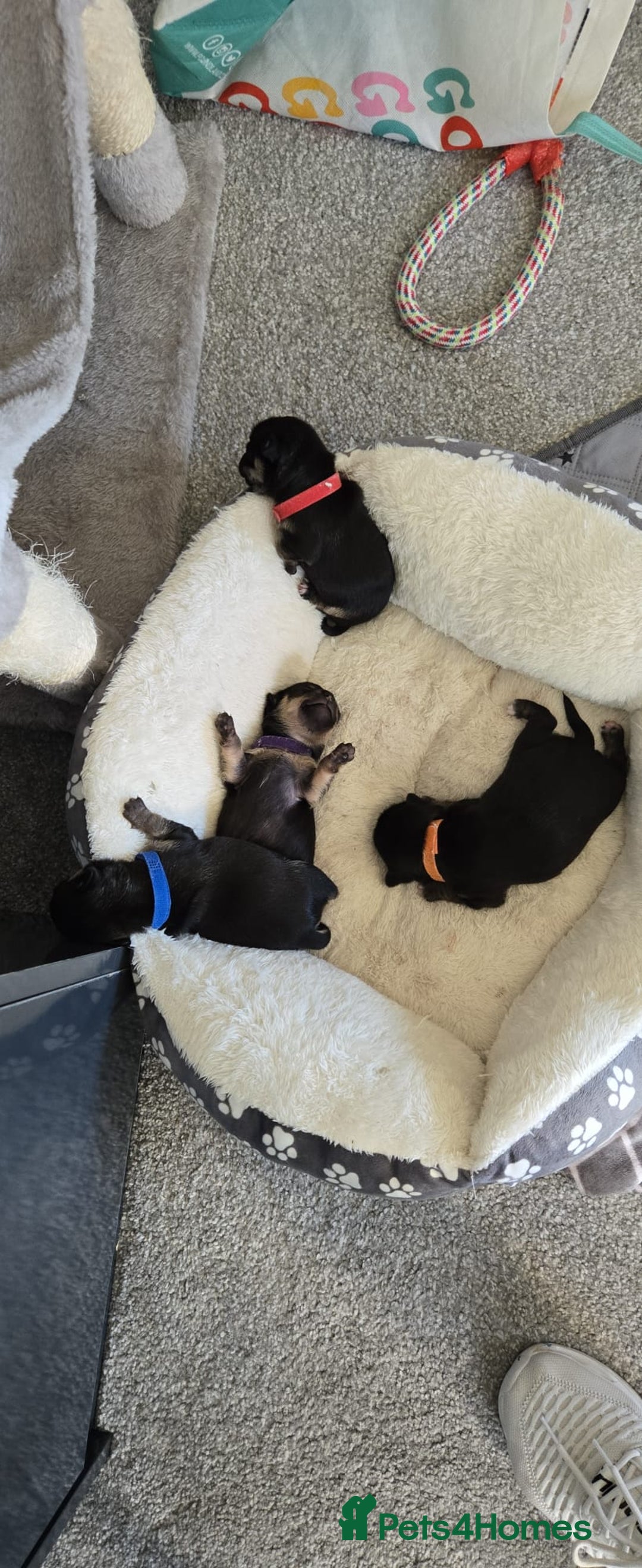 Chihuahua dogs for sale: Chihuahua Puppies - Image 6