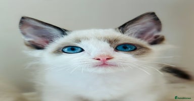 Ragdoll cats - Advert 15