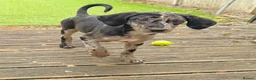 Mixed Breed dogs for sale: Border Collie- Blue Merle x Hungarian Vizsla  - Advert 3