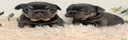 French Bulldog dogs for sale: Beautiful KC Registered French Bulldog Boys  - Advert 18