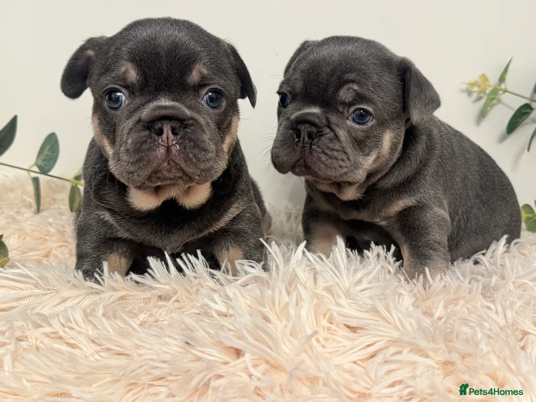 French Bulldog dogs for sale: Beautiful KC Registered French Bulldog Boys  - Advert 18