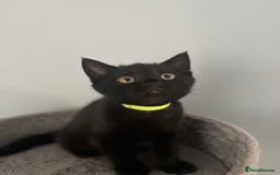 Domestic Shorthair cats for sale: Cute kittens looking for loving homes - Image 7