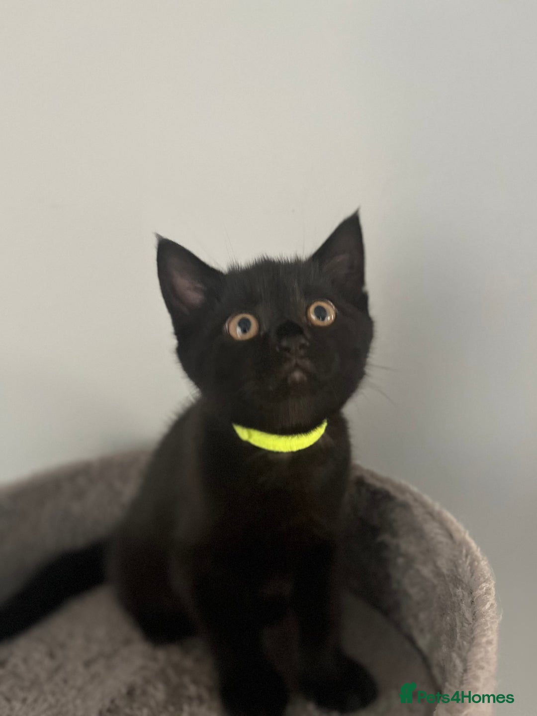 Domestic Shorthair cats for sale: Cute kittens looking for loving homes - Image 7