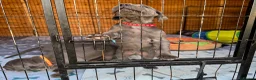 Great Dane dogs for sale: Gorgeous blue KC Great Danes.Ready now! - Advert 13