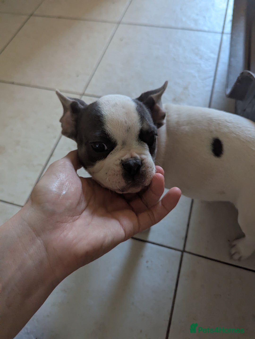 French Bulldog dogs for sale: 2 French Bulldog Puppies for Sale in Bootle - Image 3