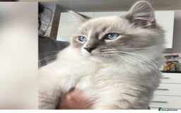 Ragdoll cats for sale: Ragdoll kittens  - Image 36