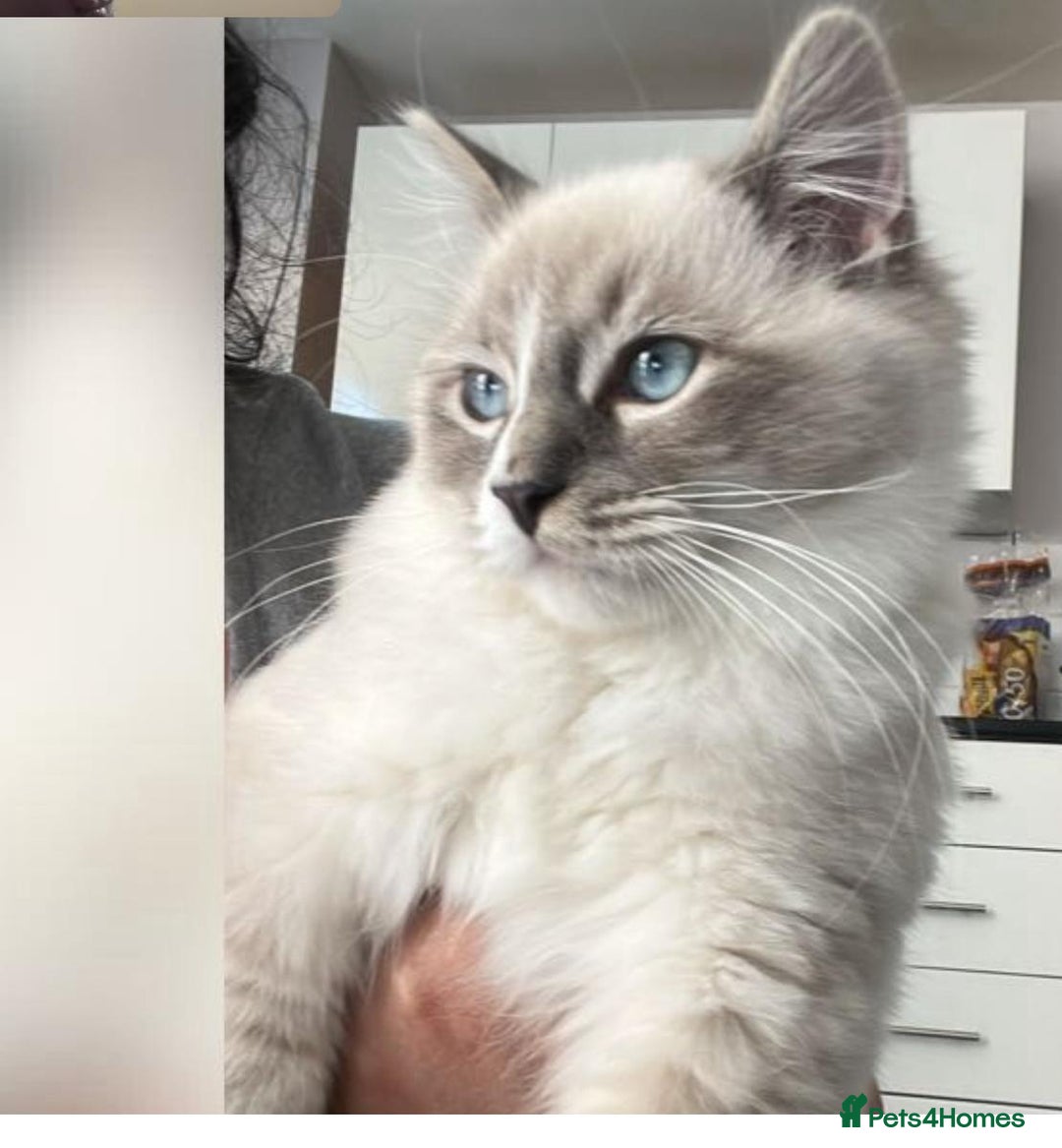 Ragdoll cats for sale: Ragdoll kittens  - Image 36