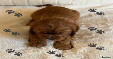 Cavalier King Charles Spaniel dogs - Advert 7