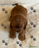 Cavalier King Charles Spaniel dogs - Advert 16