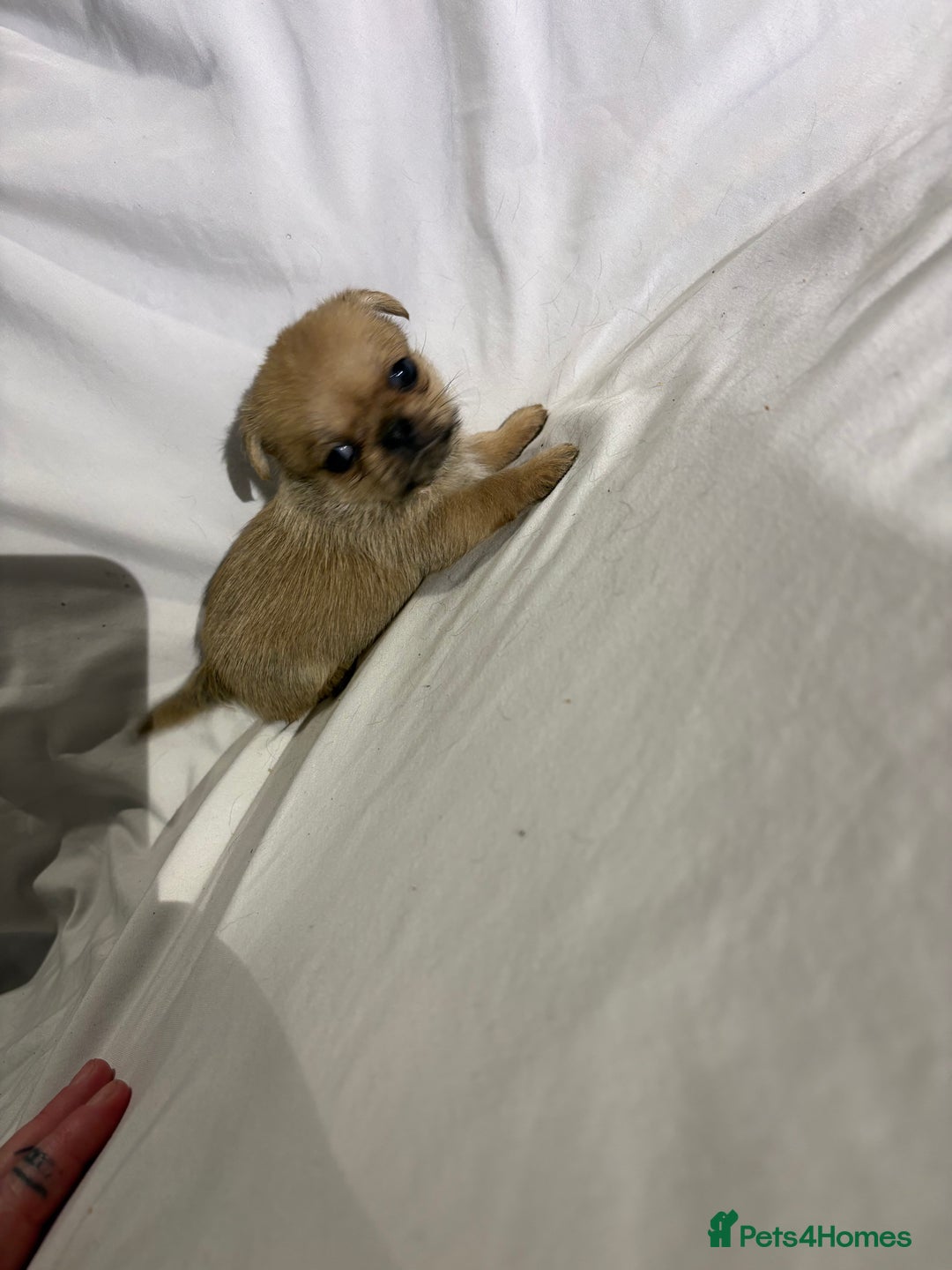 Griffon Bruxellois dogs for sale: Brussels griffons  - Advert 17