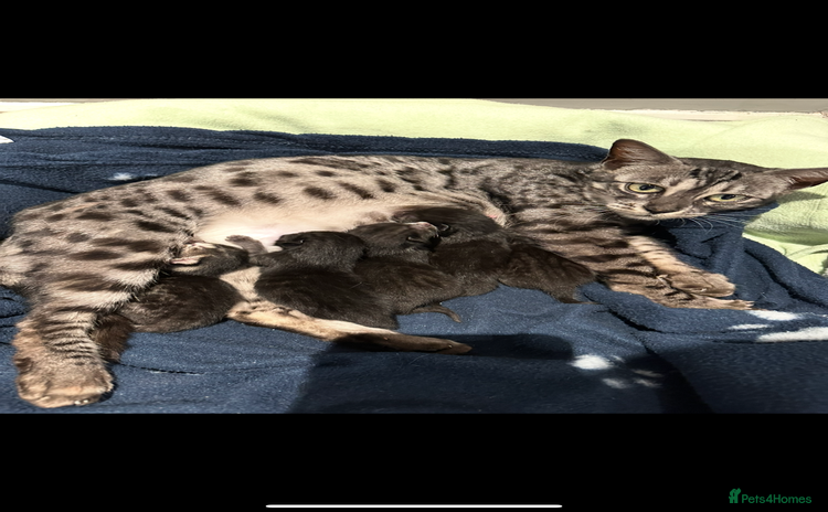 Bengal cats - Advert 9
