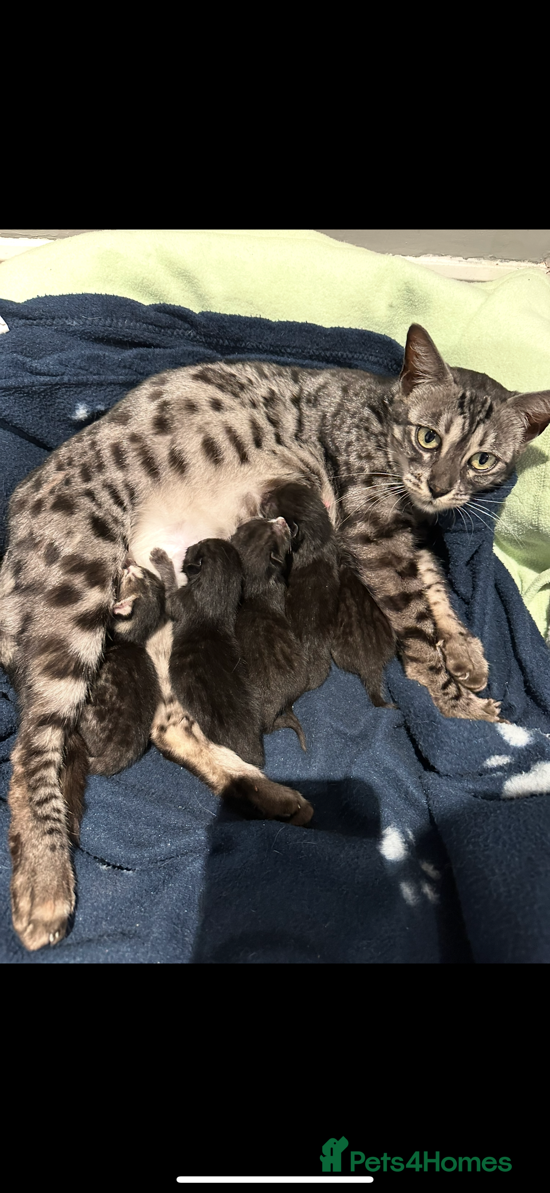 Bengal cats for sale: Queen boo 💕❤️ - Image 1