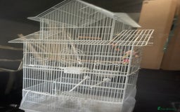 Ringnecks birds for sale: Trung - Image 4