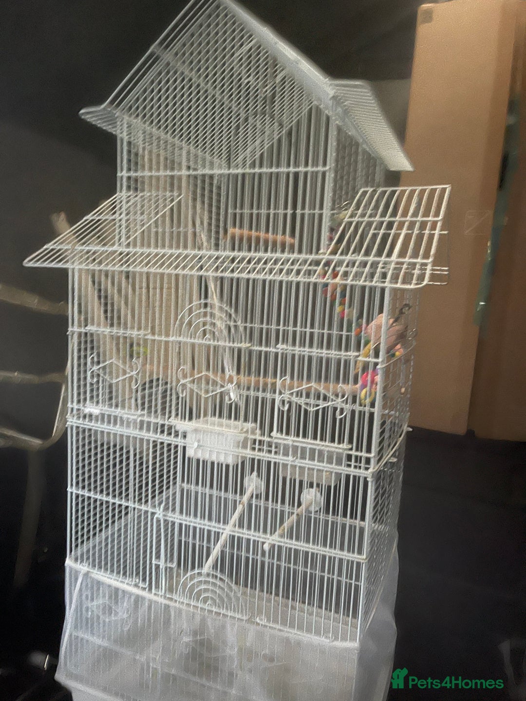 Ringnecks birds for sale: Trung - Image 4